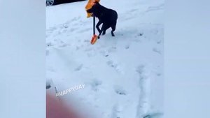 Тик ток приколы с животными ???