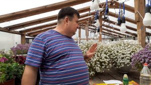 АЛИССУМ ВЕГЕТАТИВНЫЙ как бороться с вредителями.