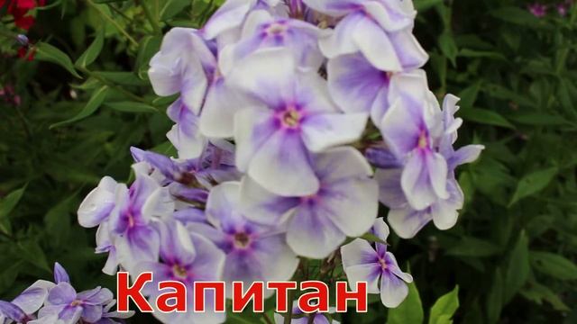 Флоксы Мишенька, Радомир, Капитан, Гордость России смотреть онлайн