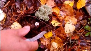 В лес за сырыми груздями