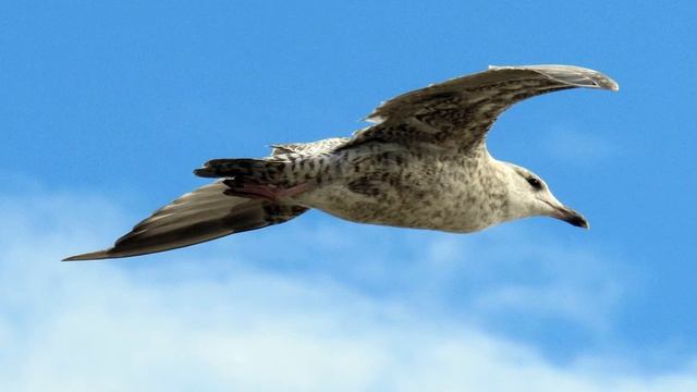 Canon PowerShot sx530 hs, Samples Photos, Pictures, Test, My top 10 last month смотреть онлайн