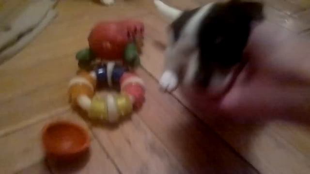 Щенки Джек Рассел Терьера. 1 месяц. смотреть онлайн