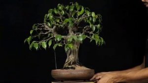 Ficus benjamina