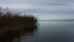 Ладога щука , на удочку , Назия