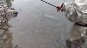 55 Таймень плавает на мелководье Таймень сломал Спиннинг Рыбалка ловля тайменя тайга Сибирь на рыба