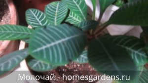 Популярное комнатное растение - молочай