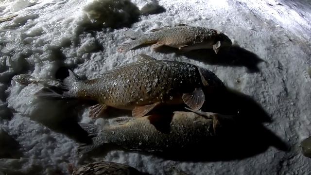 Рыбалка 2021 Рыбалка на поплавок ЁКЛМН или хапуга для рыбалки ловит здоровых сазанов -лучшие момент смотреть онлайн