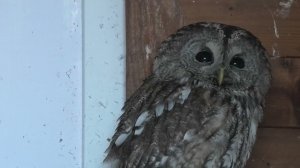 ПТИЧЬИ ИСТОРИИ: ФИЛИН И ВОРОН