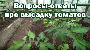 Высадка томатов в теплицу. Нюансы