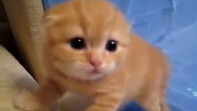 Самый маленький в мире тигр смотреть онлайн