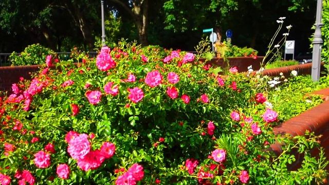 Kalkar, North Rhine-Westphalia, ?? Germany, Walking Tour 2022 смотреть онлайн