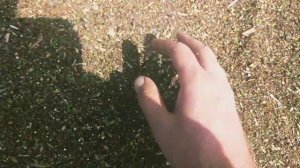 УРОЖАЙ ФАЦЕЛИИ 2022ГОДА. С 15КГ ПОЛУЧИЛОСЬ 200+КГ. КАК ЛУЧШЕ УБРАТЬ ФАЦЕЛИЮ НА СЕМЕНА???