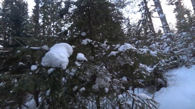 Пихтовые веники. Сбор и вязка. Милые дамы с праздником. #96 смотреть онлайн