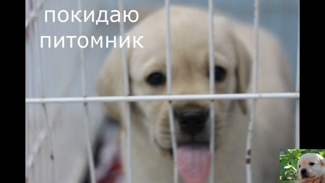 Первый месяц жизни ЩЕНКА ЛАБРАДОРА.The first month of life of a LABRADOR PUPPY#лабрадор_лекс#щенки смотреть онлайн