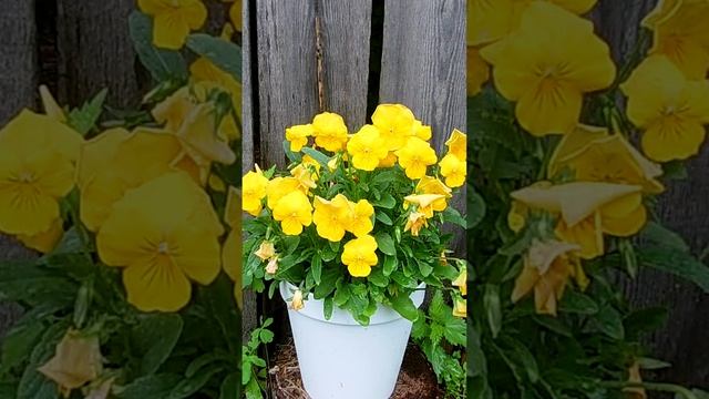 Ампельная виола GOLDEN YELLOW.?