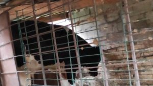 РЕШИЛИ ПОДПУСТИТЬ СВИНЬЮ К ДИКОМУ КАБАНУ / ЕСТЕСТВЕННОЕ РАЗМНОЖЕНИЕ СВИНЕЙ