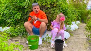 Nastya and dad pick vegetables and strawberries on the farm for mom