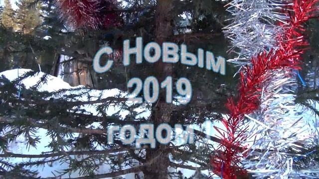 Добыча кедрового ореха зимой. Паданка из-под снега. Вкусные орешки