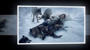 А волки гораздо добрее людей.