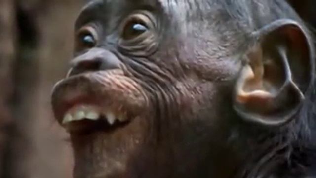 Funny Animals Смешные животные смотреть онлайн