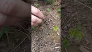 ТОП 3 ОФИГЕННЫХ СПОСОБА ДОБЫТЬ ЧЕРВЕЙ НЕ КОПАЯ ЗЕМЛЮ!