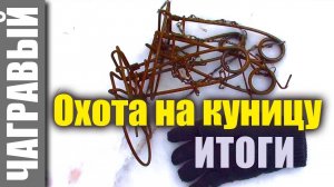 Охота на куницу капканами | итоги и планы