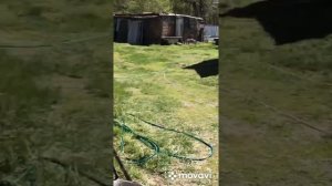 щенок ЗСЛ, возраст 2 месяца