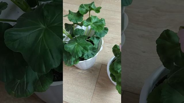 Видео обзор сорта пеларгонии Dovepoint смотреть онлайн