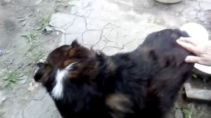 Чешем собаку