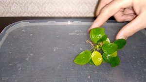 Анубиас Нана Gold (Anubias  nana `Golden`)