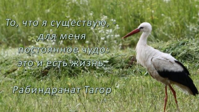 Светлячки 4