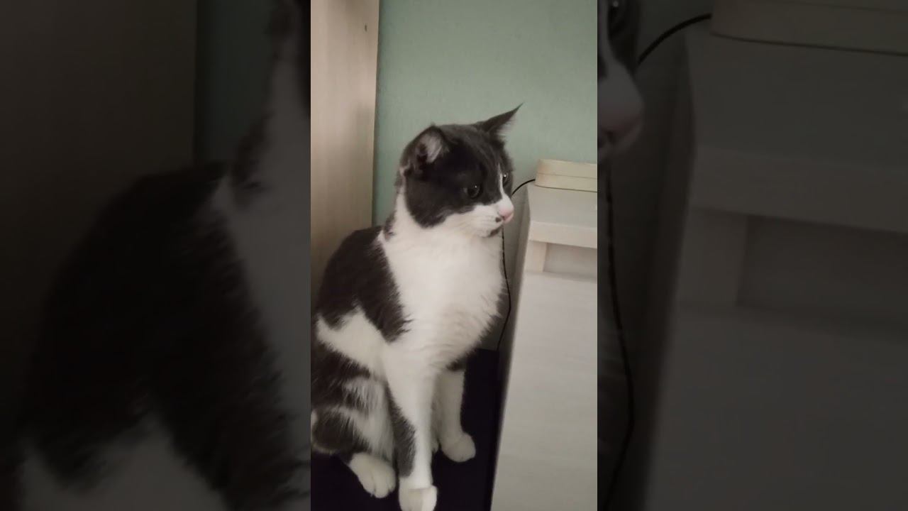 Чакка