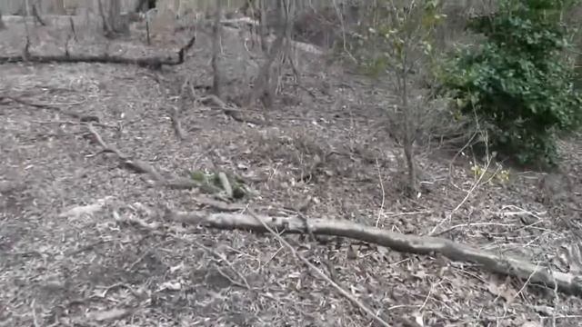 White-throated Sparrows (Zonotrichia albicollis) смотреть онлайн