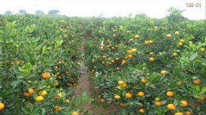 WOW! Amazing Agriculture Technology - Kumquat