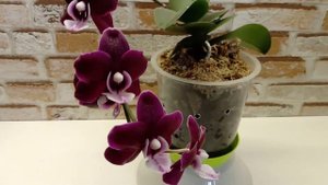 Фаленопсис КАОДА.