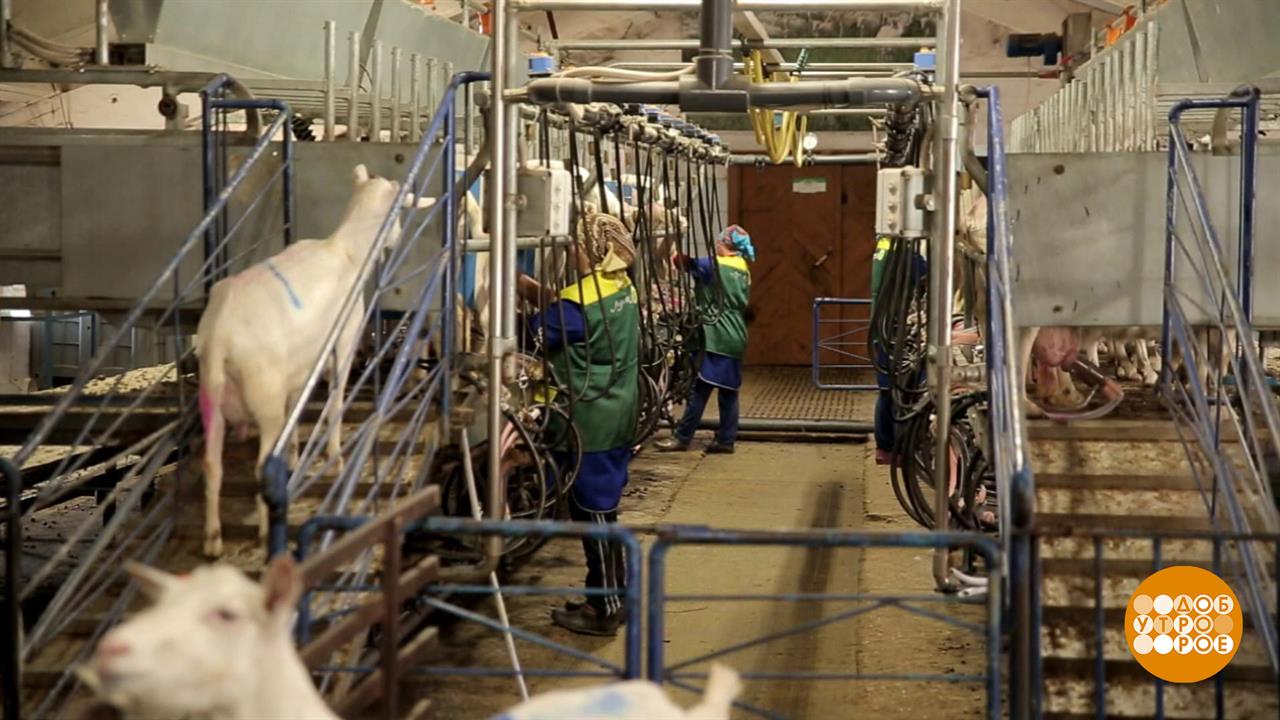 Осторожно, бешенство! Доброе утро. Фрагмент выпуска от 09.04.2019 смотреть онлайн