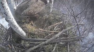 Орлан-белохвост ест судака на гнезде