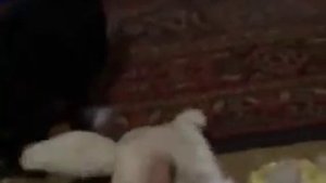 Злая Собака Осторожно!!!)