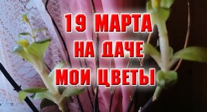 19 марта. Пришла на дачу после зимы