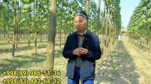 Энг торги ва тез усувчи Павлония кучатлари сотилади