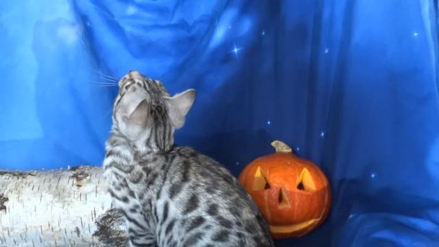 Бенгальский Серебряный Мальчик