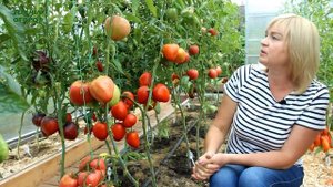 КЛУБНИКА МИССИС ШЛАУБАХ! Обзор сортов ТОМАТОВ! Советы от ЗЕЛЕНОГО ОГОРОДА!