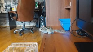 Домашний бурундук ест живых червячков