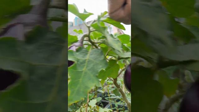 brinjal on terrace@Baigun ki kheti chhat par@TerraceGardening #gardenig is paisson