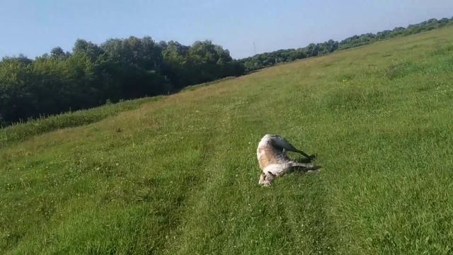 Смотри: три русских борзых, русское поле и грязевые ванны