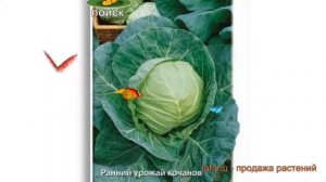 Капуста белокочанная Атаман (ataman) ? капуста Атаман обзор: как сажать семена капусты Атаман