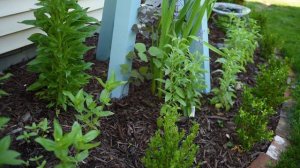 No Dig Flower Bed 🌿☀️ June Garden Tour