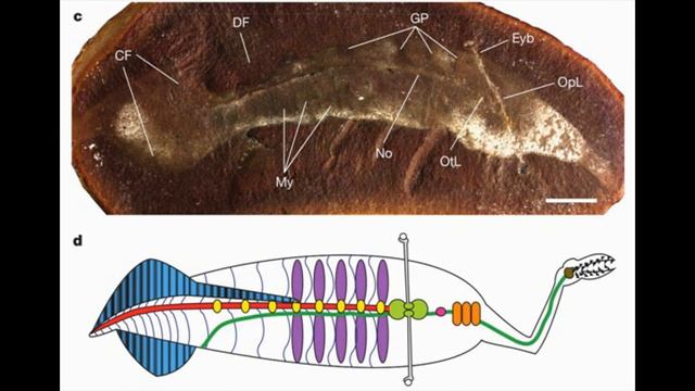 Tully Monster Facts смотреть онлайн