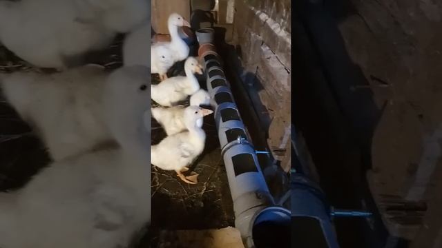 Кормушка и поилка для гусей своими руками