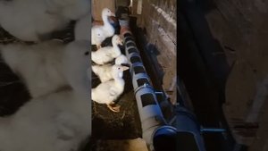 Кормушка и поилка для гусей своими руками